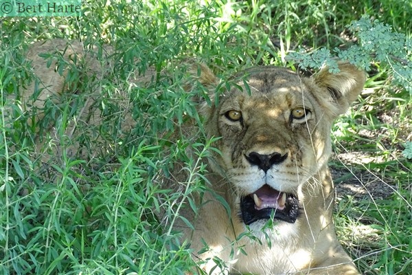 Jonge leeuw rust uit in de Kalahari