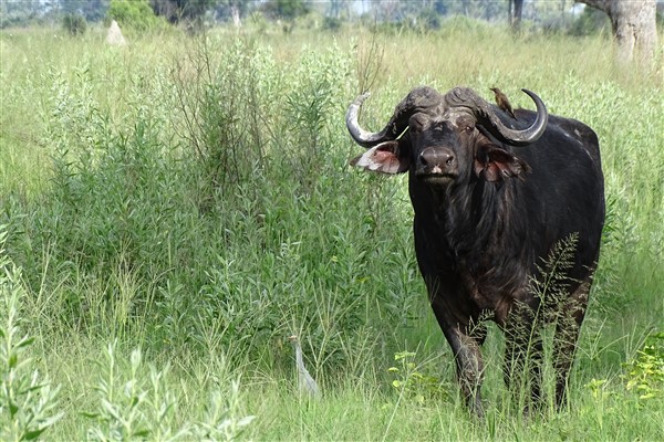 De waterbuffel gedijt goed in het Moremi wildreservaat