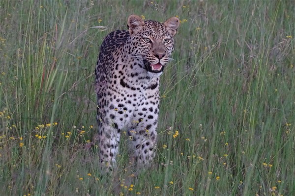 Botswana heeft vele soorten wild dat beschermd is