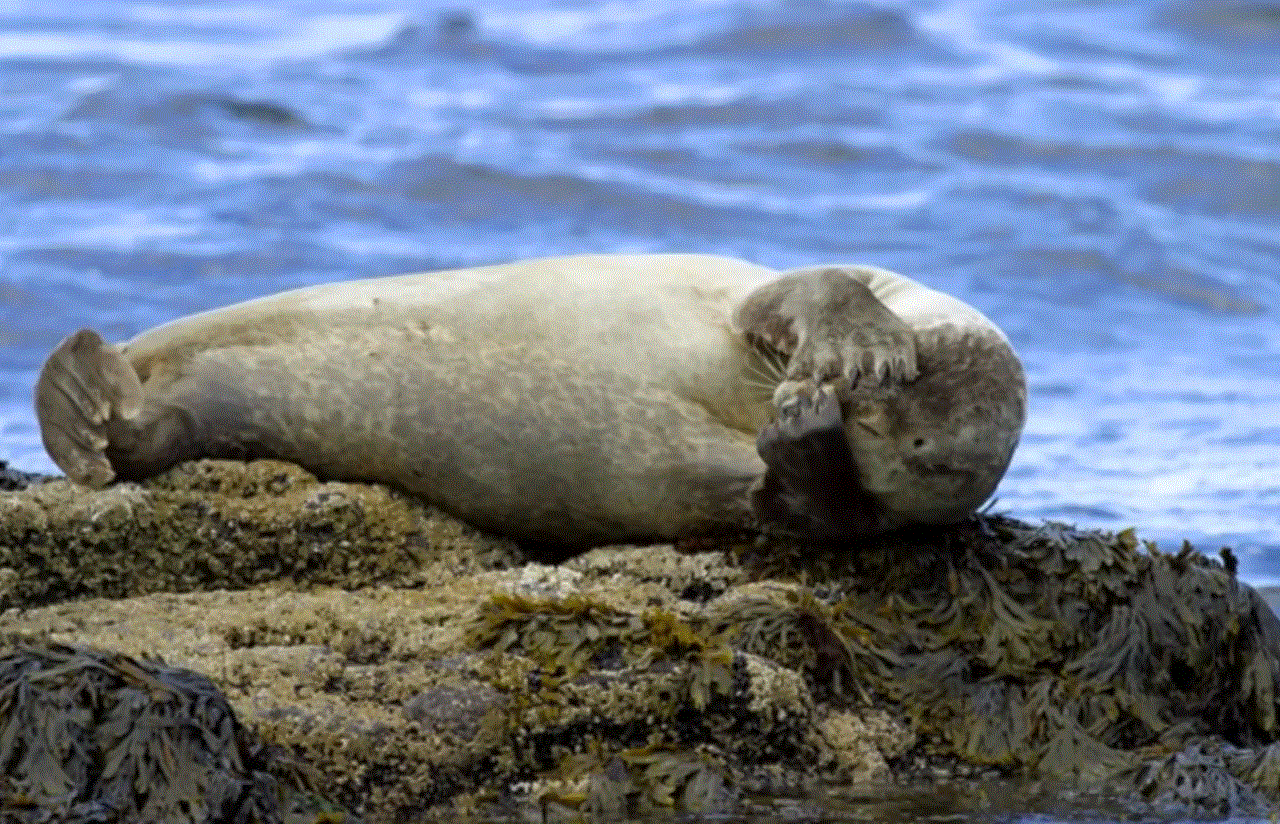 Zeehondenpopulaties in IJsland zijn op diverse plaatsen te bezichtigen.
