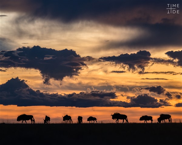 Kudde wildebeesten in Zambia