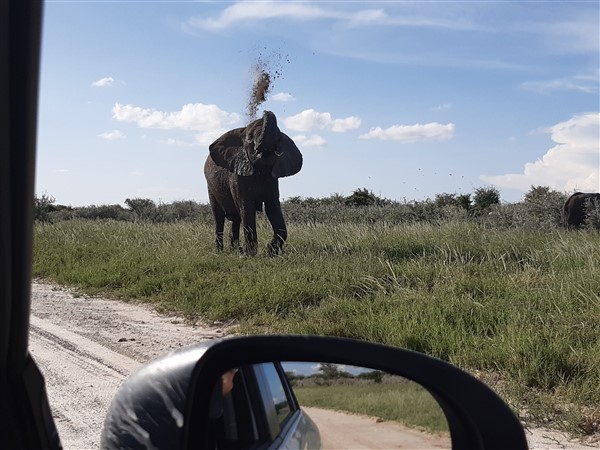 Olifant werpt stof in de lucht ter waarschuwing