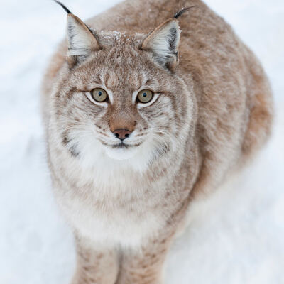Finland Lapland Lynx Ranua Wildlife Resort © Marko Junttila Visit Finland
