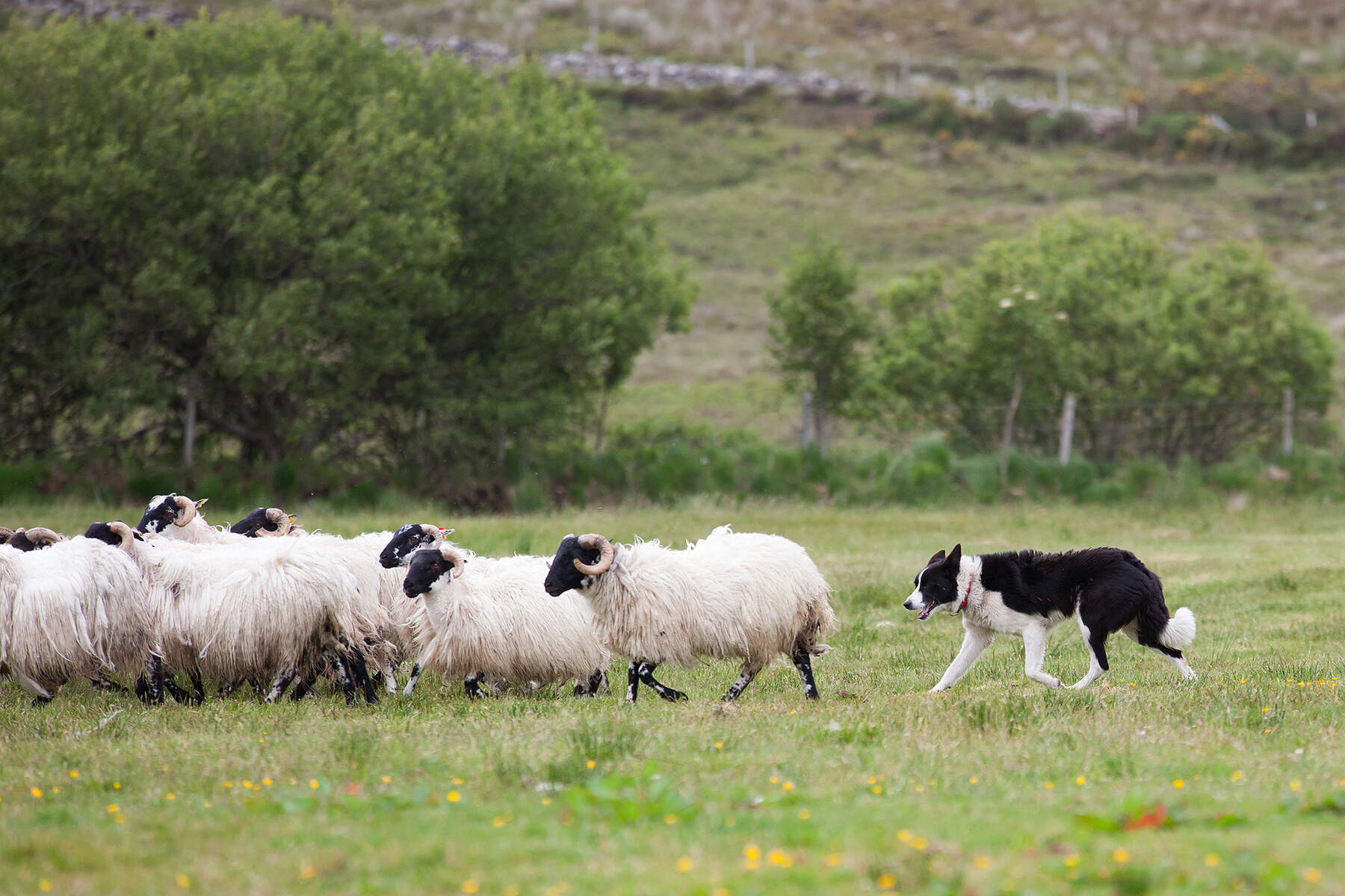 Ierland cultuur Glen Keen Farm Visitor Centre Louisburgh Co Mayo © Courtesy of Kelvin Gillmor