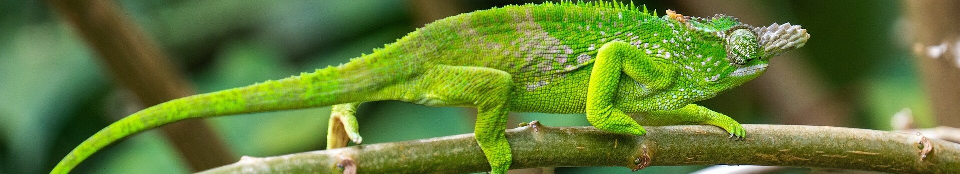 Tanzania banner chameleon ©Jurgen Bierlein Pixabay e1730823290319