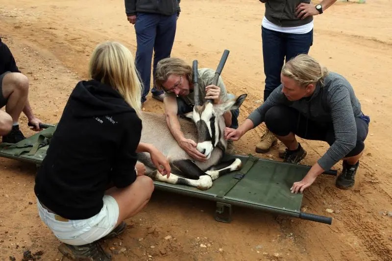 operation gemsbok