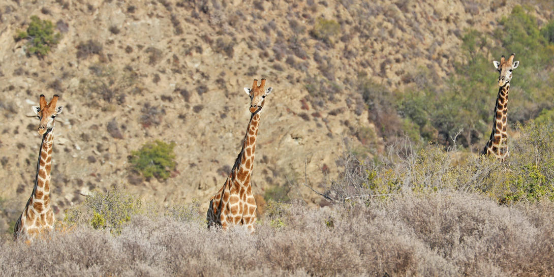 Afrika istock 673687470 Brandwacht 02