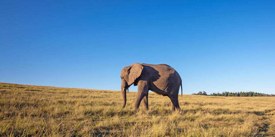 Afrika istock 687898436 Brandwach .3
