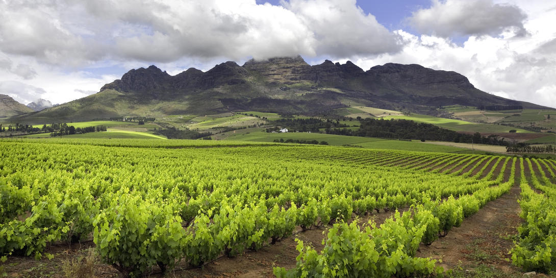 Zuid Afrika stellenbosch istock 155146516