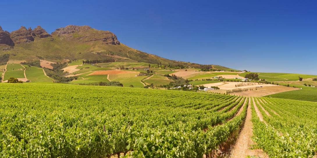 Zuid Afrika stellenbosch shutterstock 1265957386