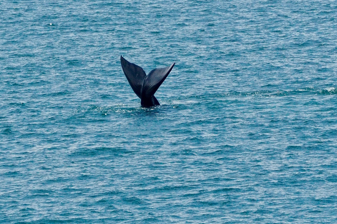 Zuid Afrika Hermanus natuur walvis © Toralt Pixabay