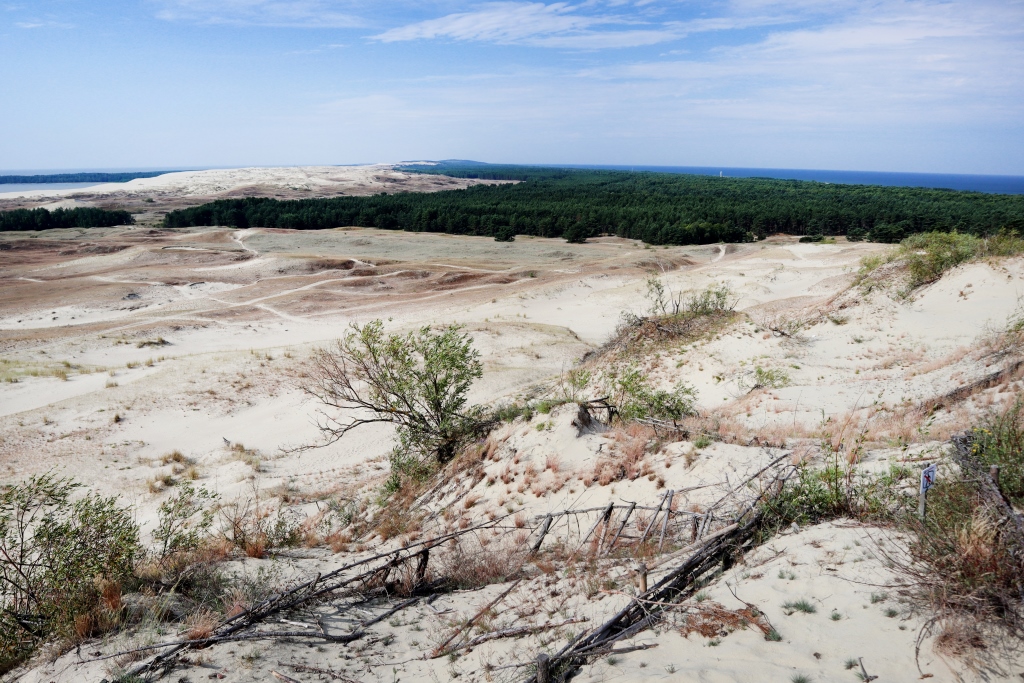 duinen met struiken