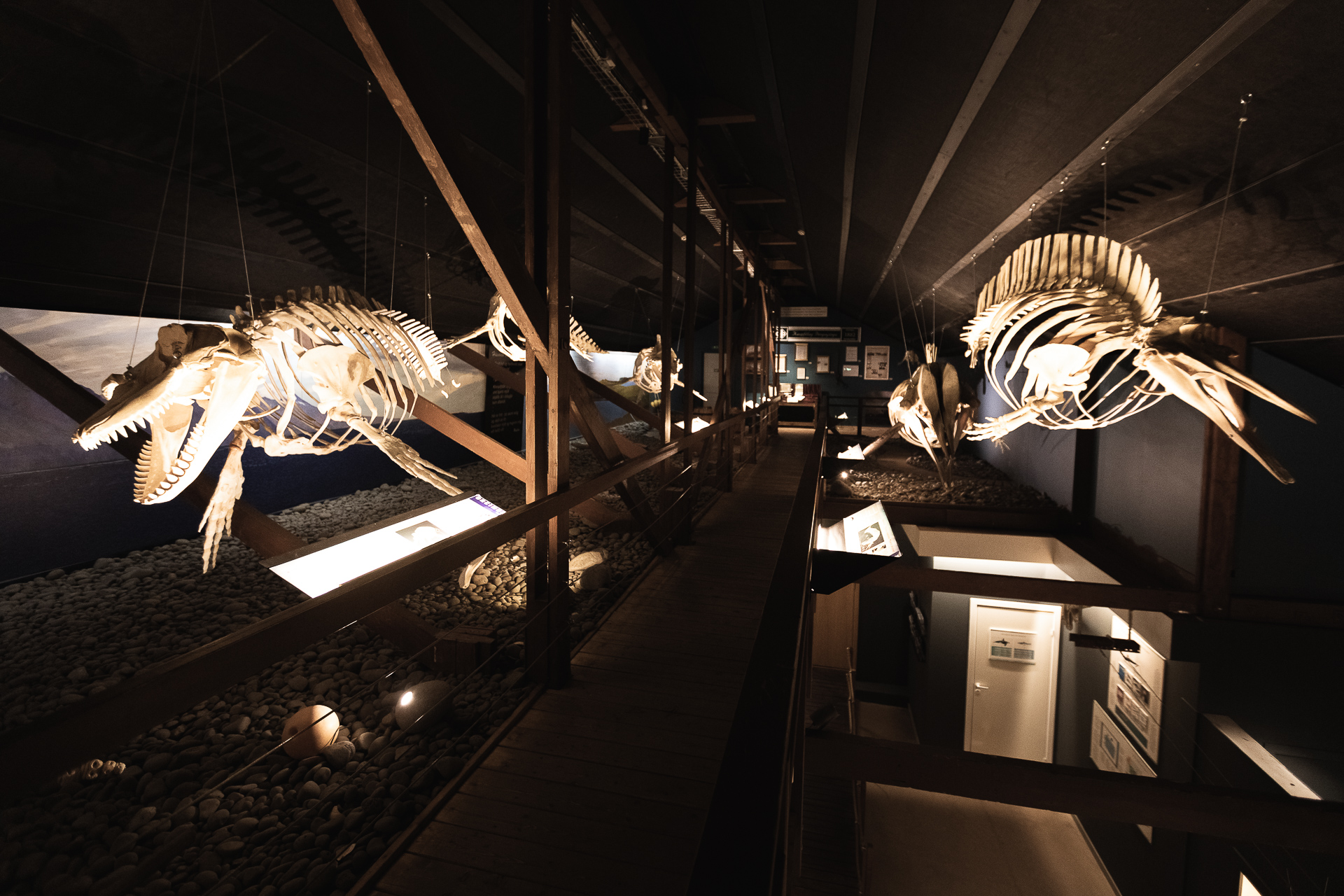 skeletten opgehangen aan een zolder van een museum