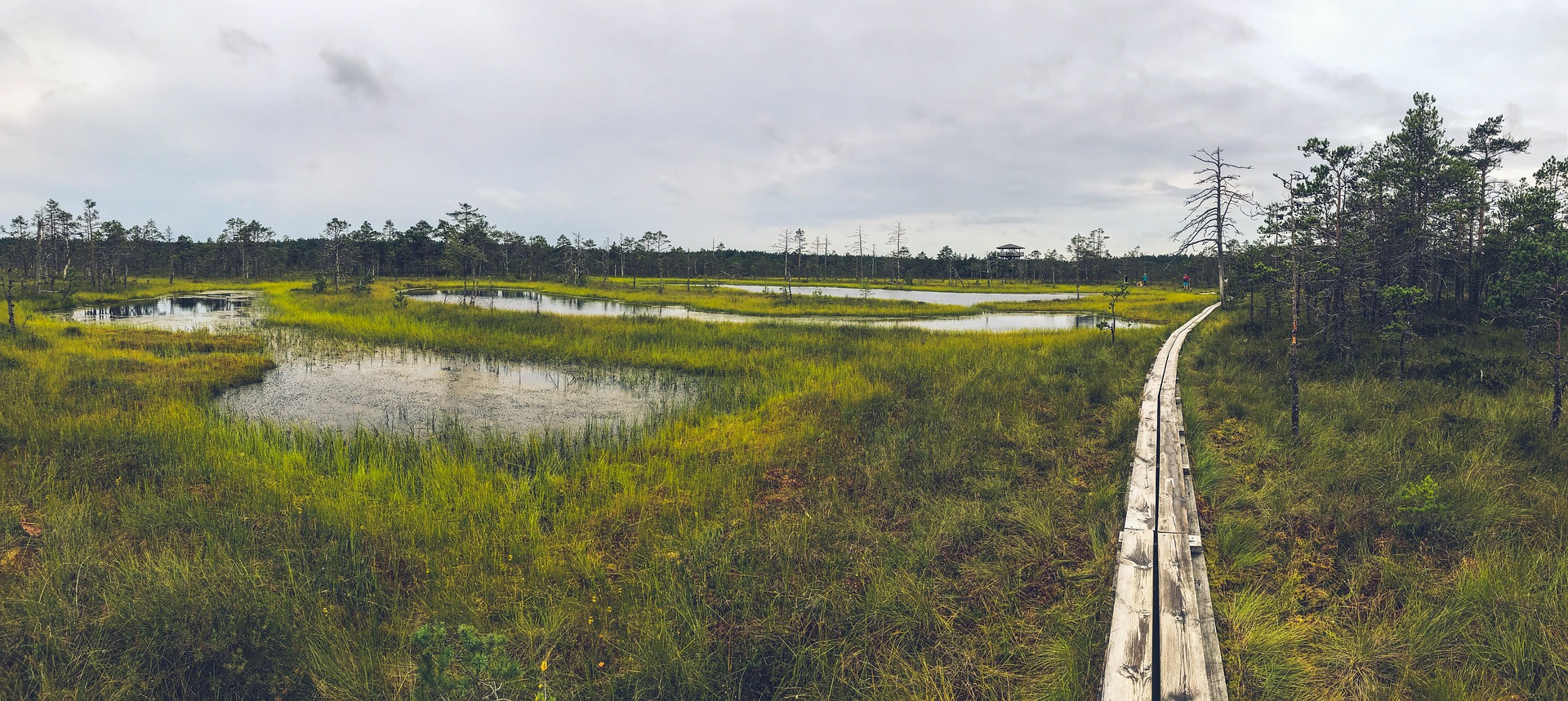a marsh with trees and a wooden bridge