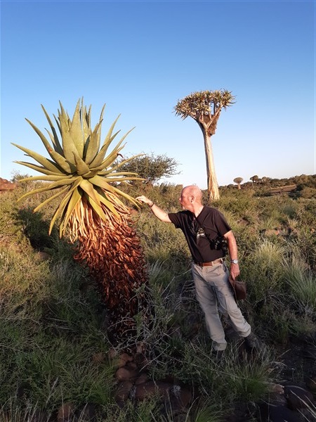 Man betast het blad van een kokerboom in Namibië